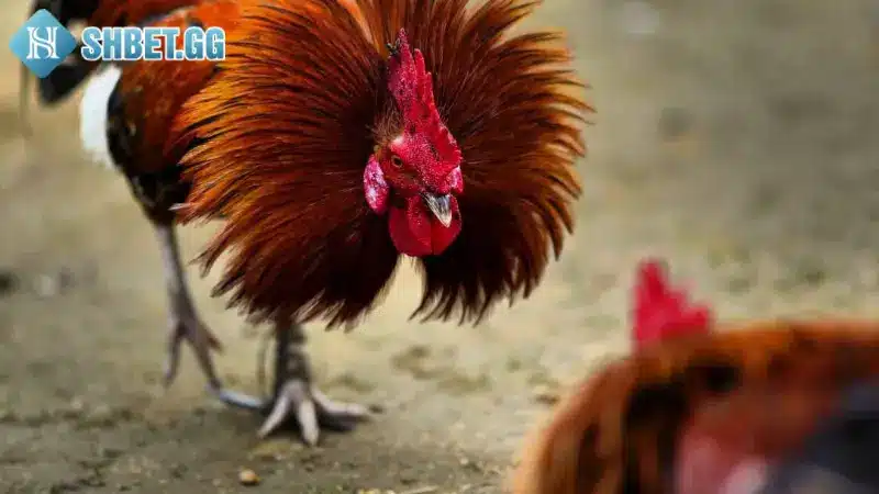 Cách Đá Gà Mạng Luôn Thắng Với 5 Bí Kíp Cực Hay 5 Lưu ý khi chơi đá gà mạng