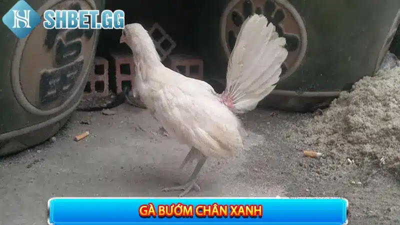 Gà Bướm Đá Ngày Nào Tốt? Giải Đáp 7+ Thắc Mắc Về Gà Bướm 5 Gà bướm nên lựa chọn màu chân ra sao để đá tốt?
