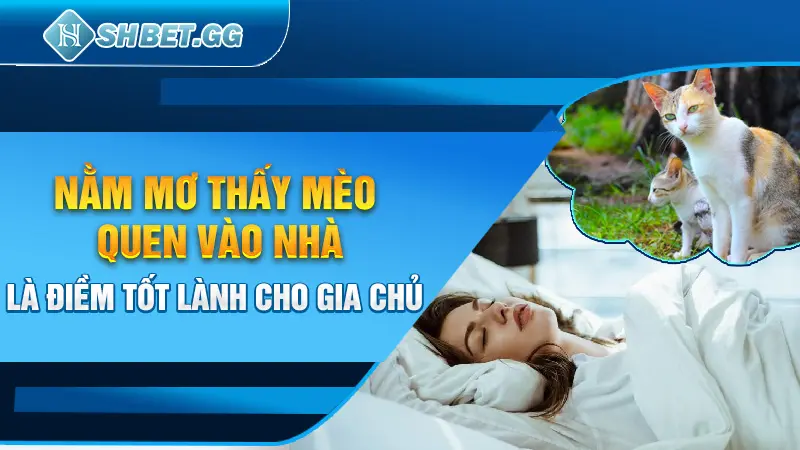 Mơ Thấy Mèo - Giải Mã 7 Điềm Báo Khi Chiêm Bao Thấy Loài Mèo 4 Nằm mơ thấy mèo vào nhà