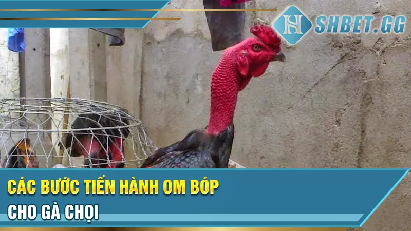 Bật mí kinh nghiệm om bóp cho gà chọi hiệu quả nhất 5 Các bước tiến hành om bóp cho gà chọi