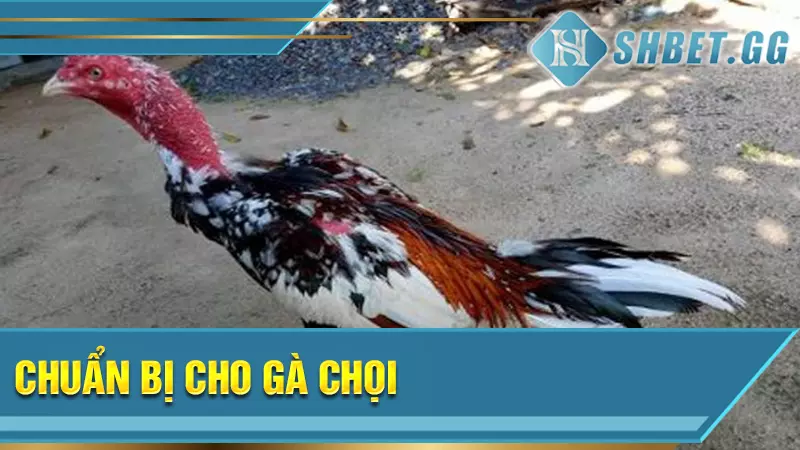 Bật mí kinh nghiệm om bóp cho gà chọi hiệu quả nhất 6 Chuẩn bị cho gà chọi