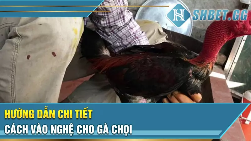 Cách vào nghệ cho gà chọi để phát huy tối đa công dụng 6 Hướng dẫn chi tiết cách vào nghệ cho gà chọi