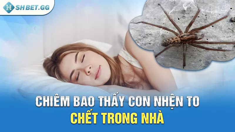 Con nhện số lô đề và điềm báo ẩn chứa trong giấc mơ 5 Chiêm bao thấy con nhện to chết trong nhà