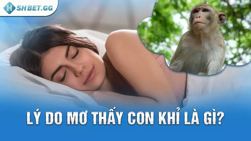 Hàng khỉ trong lô đề và những thông tin liên quan khác 4 Lý do mơ thấy con khỉ là gì?